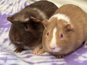 Rescue Guinea Pig Guinea Pigs for Adoption in Sauk Village, Illinois - Madden + Milo Bonded Pair | PetCurious